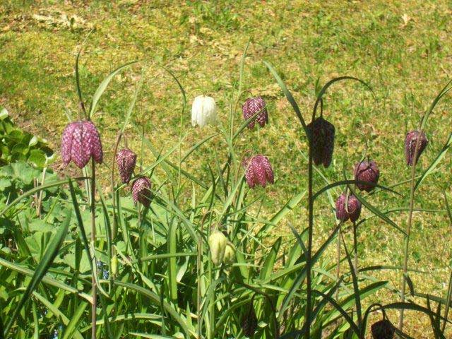 Intimate country gardens